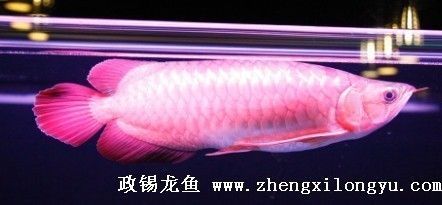 龍魚(yú)側(cè)翻了游不穩(wěn)怎么辦