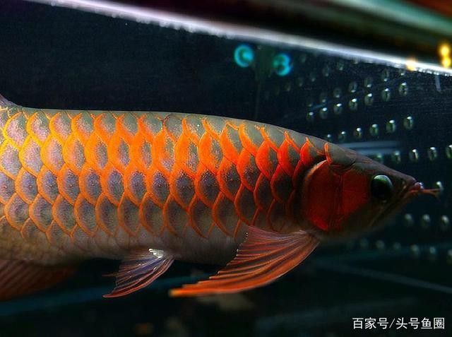 龍魚(yú)食量大喂什么食物便宜點(diǎn) 龍魚(yú)百科