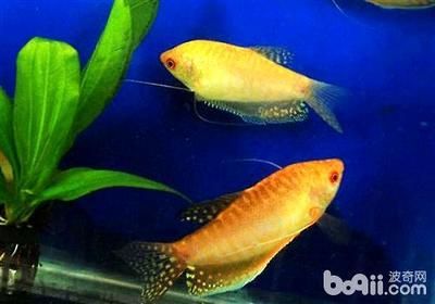 龍魚(yú)生命年限是多少年的 龍魚(yú)百科 第2張