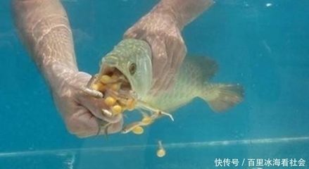 龍魚進(jìn)缸一星期不吃食了正常嗎 龍魚百科 第2張