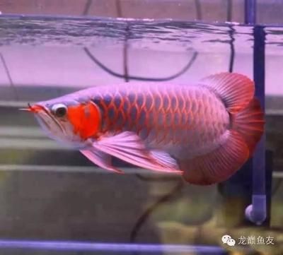 紅龍魚怎么養(yǎng)最好看