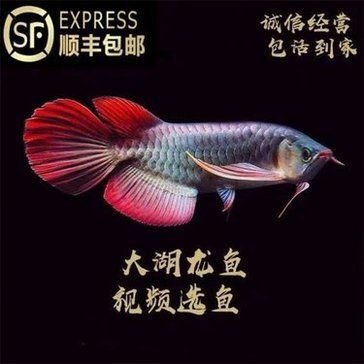 紅龍魚(yú)作文