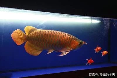 龍魚的眼睛是紅顏色的嗎 龍魚百科 第2張