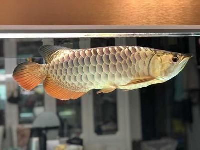 龍魚在哪里買比較好 龍魚百科 第1張