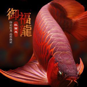 紅龍魚(yú)血麒麟怎樣區(qū)分