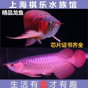 紅龍魚(yú)血麒麟怎樣區(qū)分