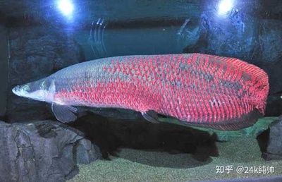 巨骨舌魚龍魚 龍魚百科 第1張