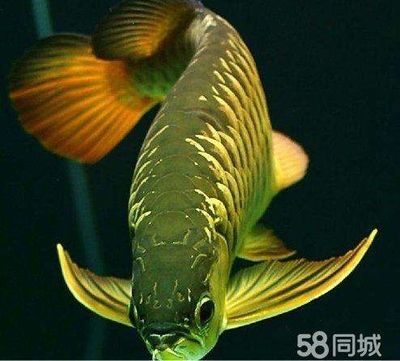 紅尾高背金龍魚(yú)怎么樣