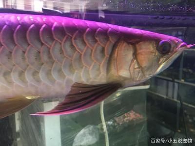 紅尾高背金龍魚(yú)怎么樣