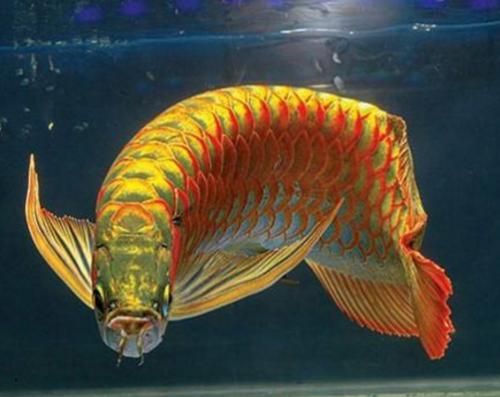 金色龍魚和古典龍魚哪個(gè)好