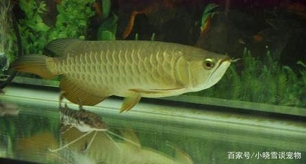 龍魚沒有食欲怎么回事兒 龍魚百科