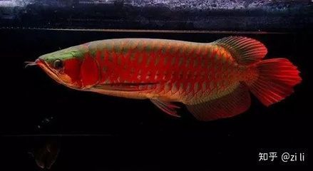 紅龍魚底色越綠就會紅嗎 龍魚百科