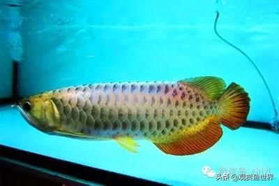 價(jià)值百萬的金龍魚是什么品種的魚