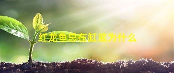 紅龍魚休息的時候會趴缸底嗎為什么 龍魚百科 第2張