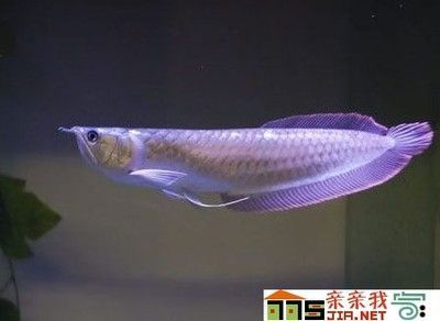 龍魚最多能長多大 龍魚百科 第2張