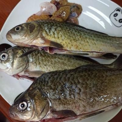 龍魚喂小鯽魚好嗎