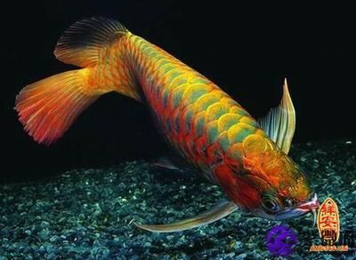 金龍魚(yú)和紅龍魚(yú)寓意是什么