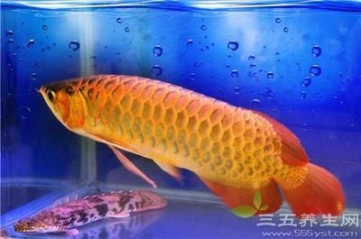 金龍魚(yú)和紅龍魚(yú)寓意是什么