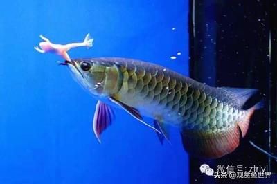 觀賞魚種類龍魚有哪些品種 龍魚百科 第2張