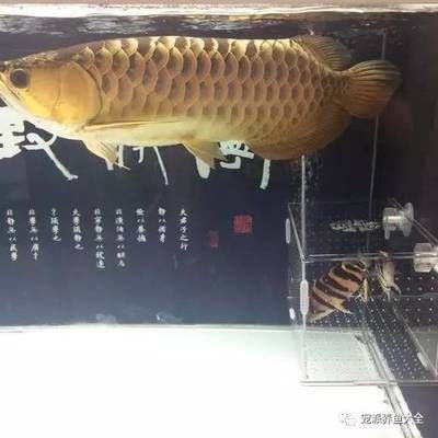 龍魚和虎魚混養(yǎng),怎么控制龍魚吃食 龍魚百科