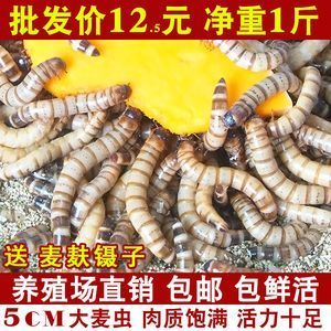 龍魚吃的蟲子叫什么