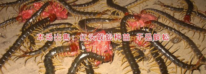 金龍魚吃蜈蚣能增色嗎 龍魚百科 第2張