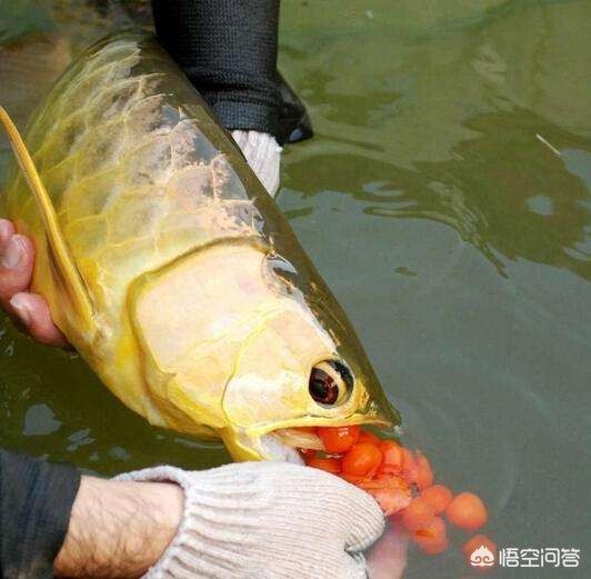 單養(yǎng)一條龍魚(yú)會(huì)產(chǎn)卵嗎為什么 龍魚(yú)百科 第2張