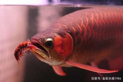 20 厘米的小龍魚喂食什么好