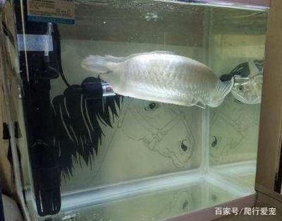 金龍魚爬缸底 龍魚百科