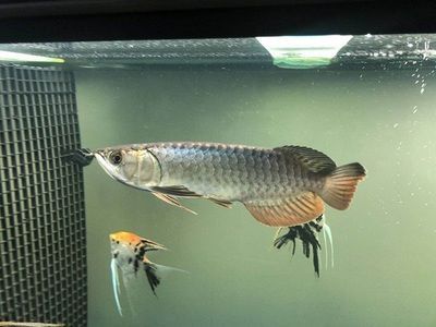 龍魚背部鱗片有棉絮 龍魚百科 第1張