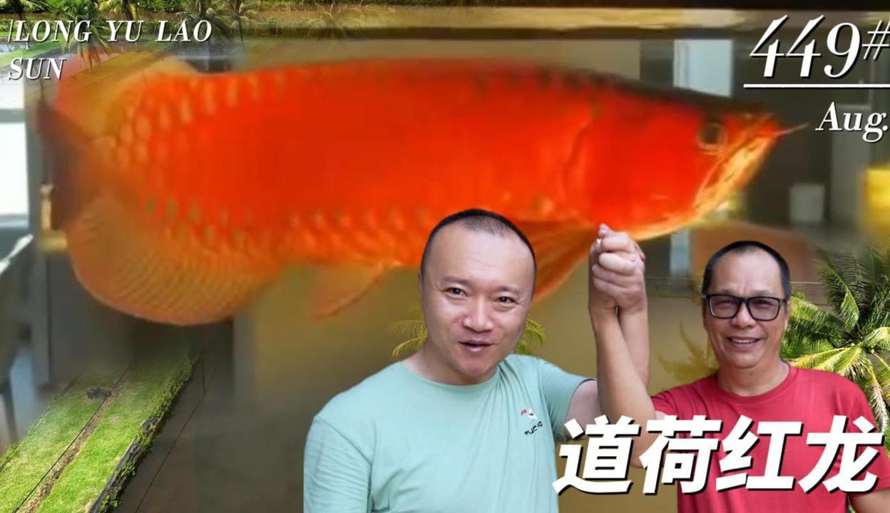 龍魚品牌 道荷