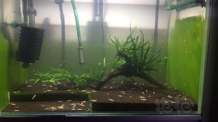 龍魚 水草