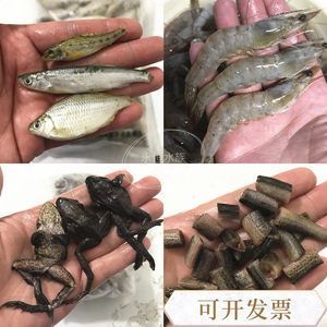 龍魚吃林蛙有什么好處