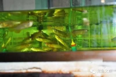 金龍魚哪里產(chǎn)的 龍魚百科