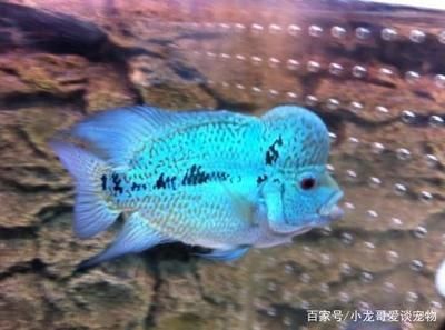 小龍魚苗吃什么