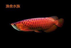 紅龍魚幼苗 龍魚百科 第3張