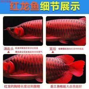 紅龍魚幼苗 龍魚百科 第2張