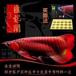 紅龍魚幼苗 龍魚百科 第1張