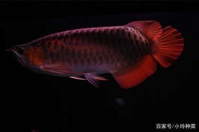 龍魚和什么魚混養(yǎng)最好風水好