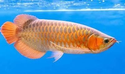 金龍魚(yú)染色用的是什么漆 龍魚(yú)百科 第1張