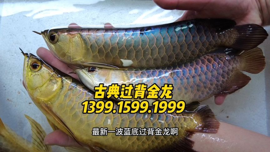 金龍魚50公分還能爬