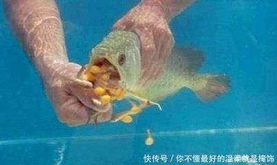 金龍魚不吃魚食了也沒有精神怎么辦 龍魚百科 第2張