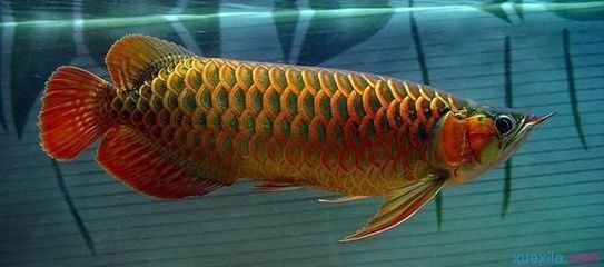 紅金龍魚能吃嗎怎么喂 龍魚百科