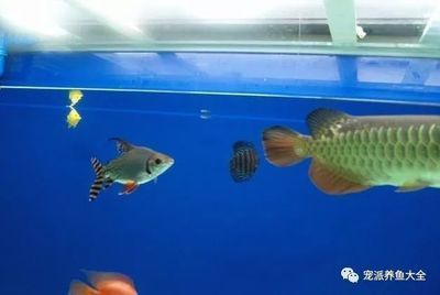 草金喂龍魚需要注意什么 龍魚百科 第2張