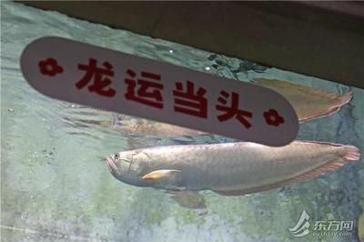 養(yǎng)一條銀龍魚(yú)代表什么生肖呢