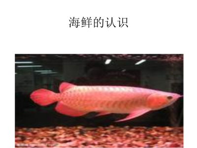 喜歡龍魚的老孫店鋪名字大全四個字