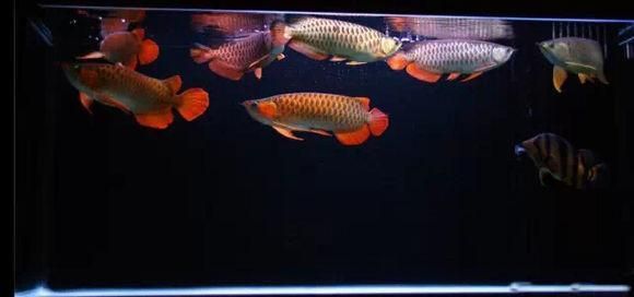 紅龍魚(yú)多少度合適養(yǎng)在室內(nèi)