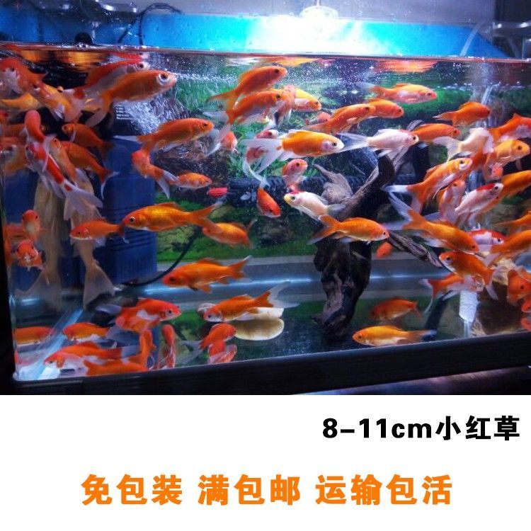 龍魚可以喂錦鯉飼料嗎怎么喂好養(yǎng) 龍魚百科