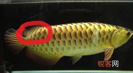 龍魚的身體部位圖解 龍魚百科 第3張