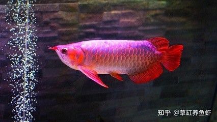 龍魚高清圖